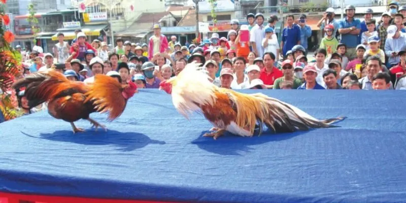 Chơi cá cược đá gà ở địa chỉ nào uy tín?
