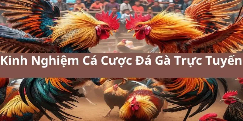 Bật mí kinh nghiệm cá cược đá gà trực tuyến hiệu quả