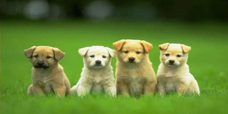 Mơ thấy chó vàng là điềm gì?